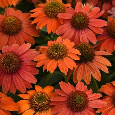 Echinacea x Artisan™ Red Ombre