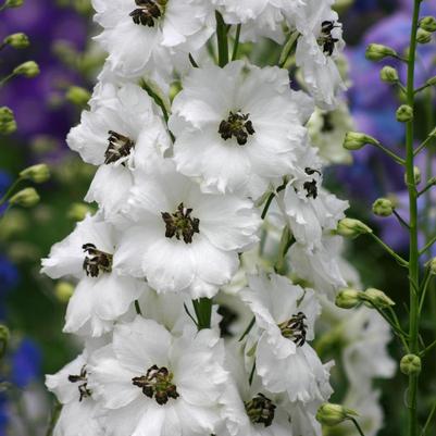 Delphinium x New Zealand Delphiniums 'Black Eyed Angels'