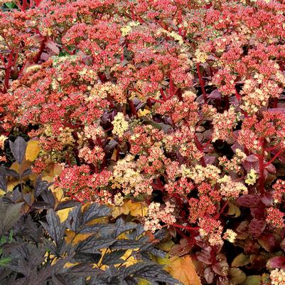Sedum telephium 'Peach Pearls'