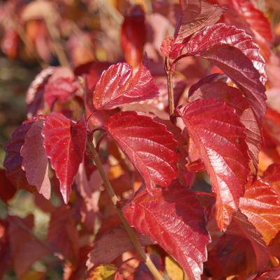 Viburnum dentatum Red Feather®