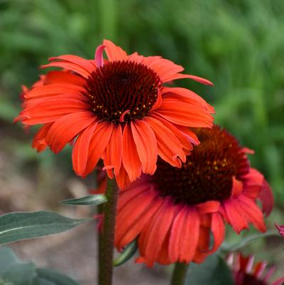 Echinacea purpurea Eye-Catcher™ Tanager