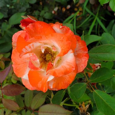 Rosa Color Splash™