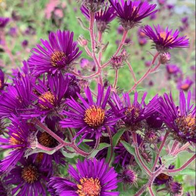 Aster novae-angliae 'Nachtauge'