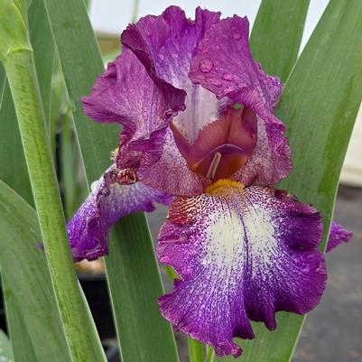 Iris germanica 'Wine Festival'