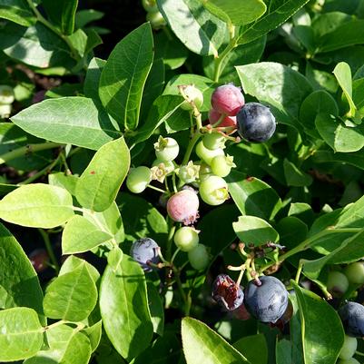 Vaccinium corymbosum 'Polaris'