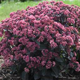 Sedum x 'Strawberry MIlkshake'
