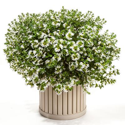 Scaevola Scampi White