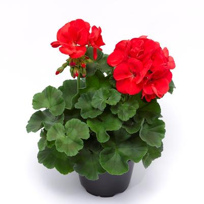 Geranium Zonal