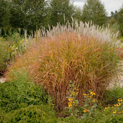 Miscanthus sinensis 'Purpurascens'