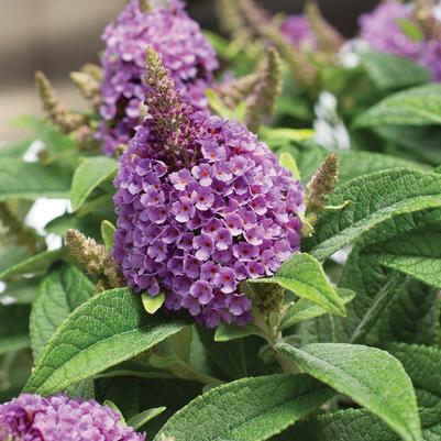 Buddleia davidii Dapper® 'Lavender'
