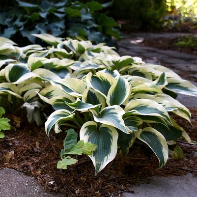 Hosta x 'Blue Ivory'