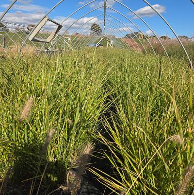 Miscanthus sinensis Strictus