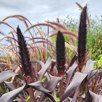 Pennisetum glaucum Purple Baron