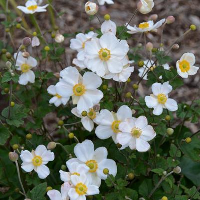 Anemone x 'Honorine Jobert'