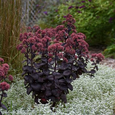 Sedum x 'Night Embers'