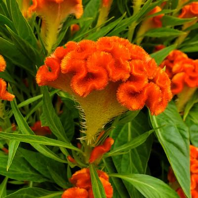 Celosia 'Twisted Dark Orange'