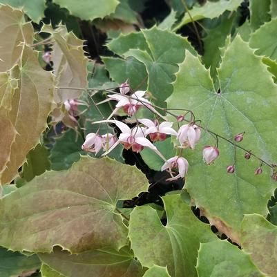 Epimedium x 'Pink Panther'