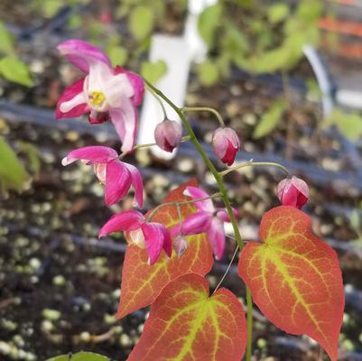Epimedium x rubrum 'Galadriel'