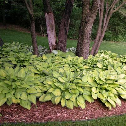 Hosta x 'Gold Standard'