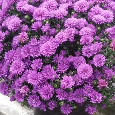 Aster novi-belgii Henry™ III Purple