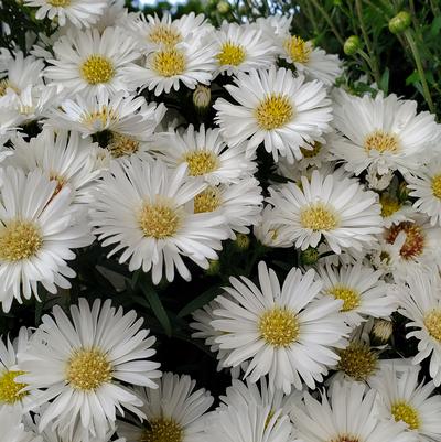 Aster novi-belgii Puff™ White