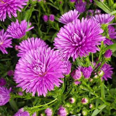 Aster novi-belgii 'Victoria Fanny'