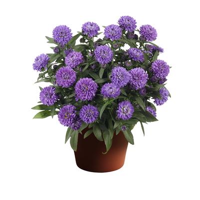 Aster novi-belgii Showmakers® 'Blue Bayou'