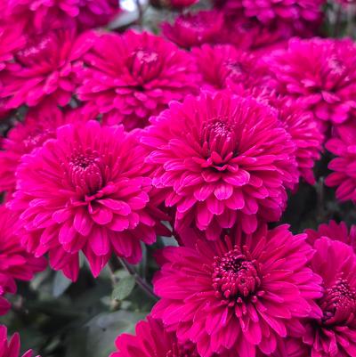 Chrysanthemum Purple