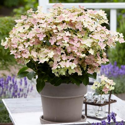Hydrangea paniculata Early Evolution