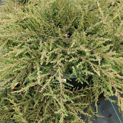 Juniperus communis Alpine Carpet®