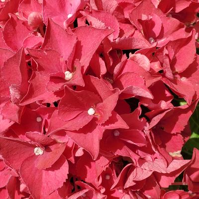 Hydrangea macrophylla HI™ Fire