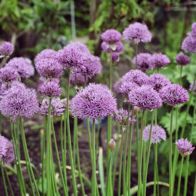 Allium x 'Pinball Wizard'