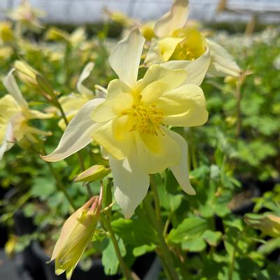 Aquilegia x Earlybird™ Yellow