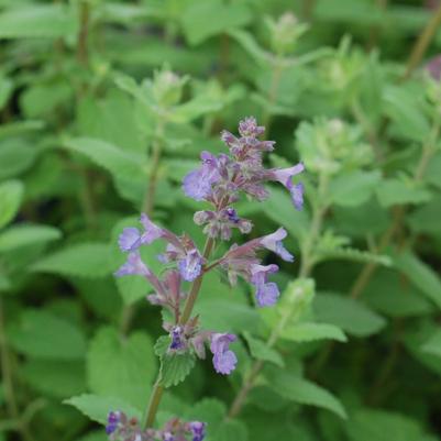 Nepeta mussini 'Blue Wonder'