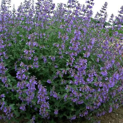 Nepeta x 'Six Hills Giant'