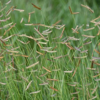 Bouteloua gracilis 'Honeycomb'