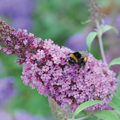 Buddleia davidii Buzz™ 'Soft Pink'