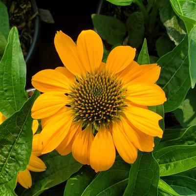 Echinacea x Artisan™ Yellow Ombre