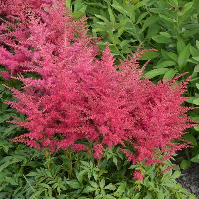 Astilbe x Younique™ 'Ruby Red'
