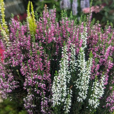 Calluna vulgaris Beauty Ladies® Trio