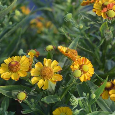 Helenium HAYDAY™ Gold Bicolor