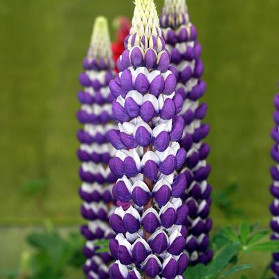 Lupinus polyphyllus Westcountry™ 'Blacksmith'