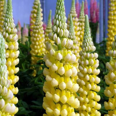 Lupinus polyphyllus Westcountry™ 'Desert Sun'