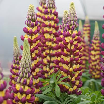 Lupinus polyphyllus Westcountry™ 'Manhattan Lights'