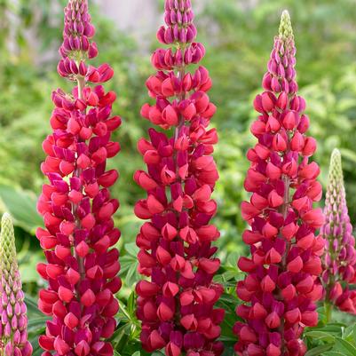 Lupinus polyphyllus Westcountry™ 'Red Rum'