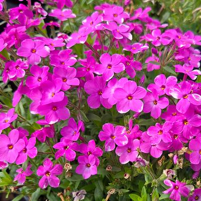 Phlox x Woodlander Pink