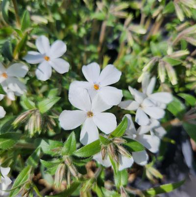 Phlox x Woodlander White