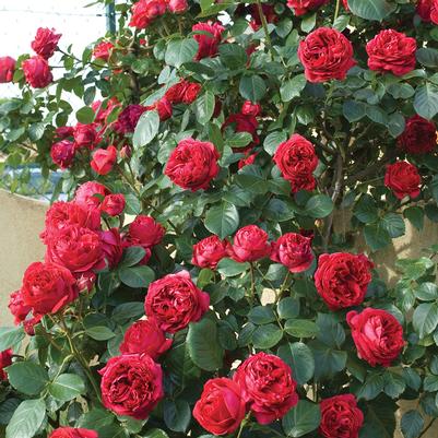 Rosa Eden Climber™ Red