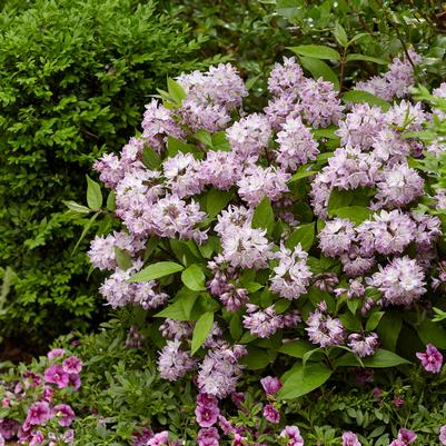 Deutzia x 'Raspberry Sundae'