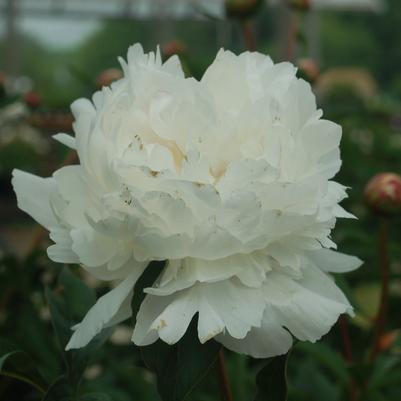Paeonia lactiflora 'Festiva Maxima'